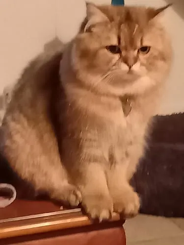 Ziggy Félin Déchaîné Editie 9 kattenmagazine Frans