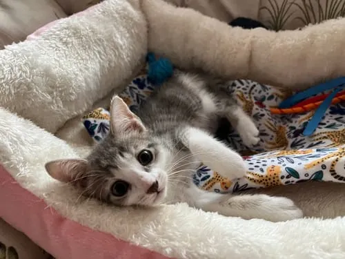 Ziggy Félin Déchaîné kattenmagazine editie 5 Frans
