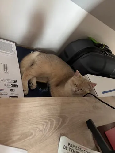 Ziggy Amour Gloire Pâtée voerlepel natvoer rvs