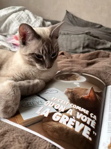 Ziggy Félin Déchaîné tijdschrift editie nr. 12 Frans