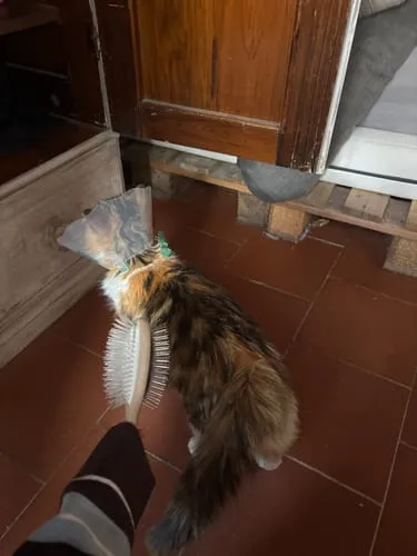 Ziggy The French Brush kattenborstel dubbelzijdig vegan
