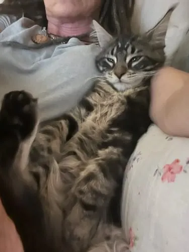 Ziggy Félin Déchaîné kattenmagazine editie 11 Frans