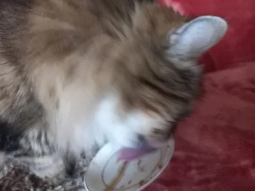 Ziggy Amour Gloire Pâtée voerlepel natvoer rvs
