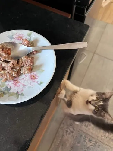 Ziggy natvoer kitten forel 4x100g graanvrij