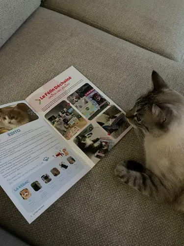 Ziggy Le Félin Déchaîné tijdschrift katten editie 13