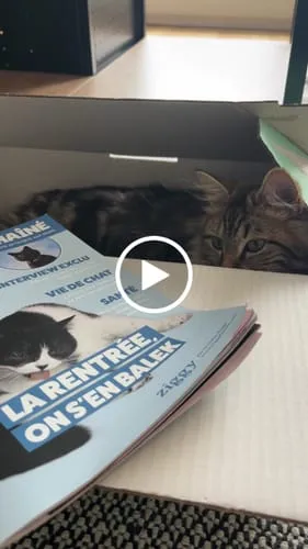 Ziggy Le Félin Déchaîné kattenmagazine nummer 6 Frans