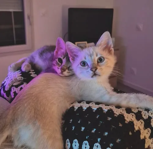 Ziggy kittenbrokken kip met zalmolie 1kg graanvrij