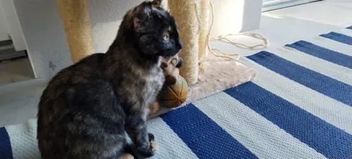 Ziggy Kitten droogvoer kip zalmolie 1kg graanarm