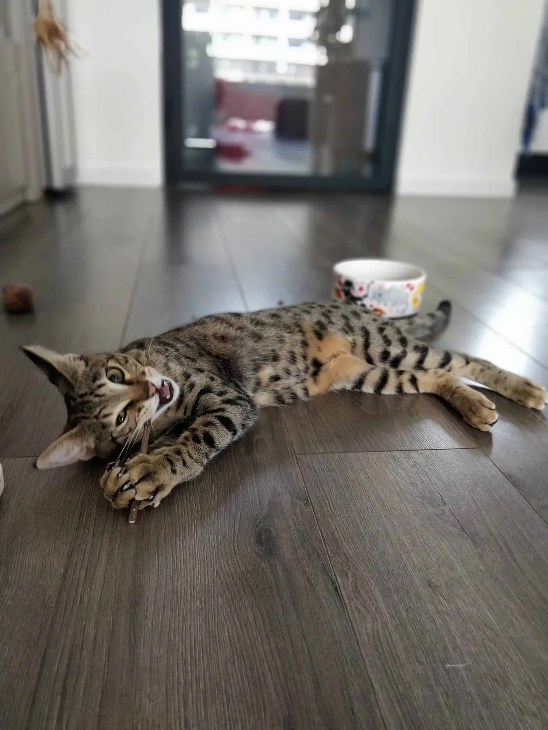Poezenparadijs Matatabi knaagsticks kattenspeeltje 10 stuks natuurlijk