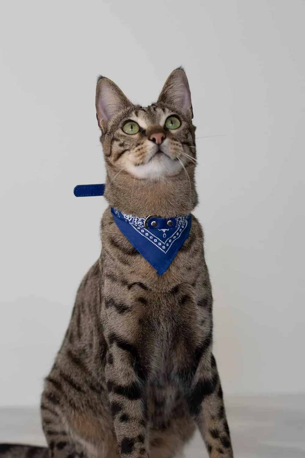 Poezenparadijs Bandana kattenhalsband S-M met ringetje