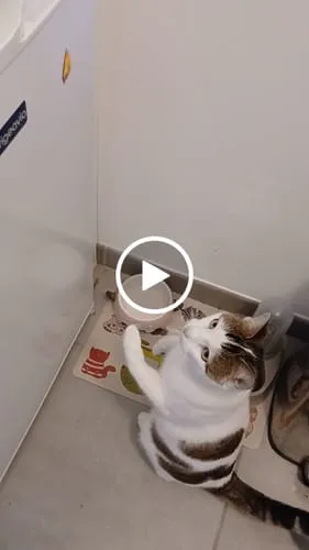 Ziggy Cool Cat Club likmat kat geel siliconen