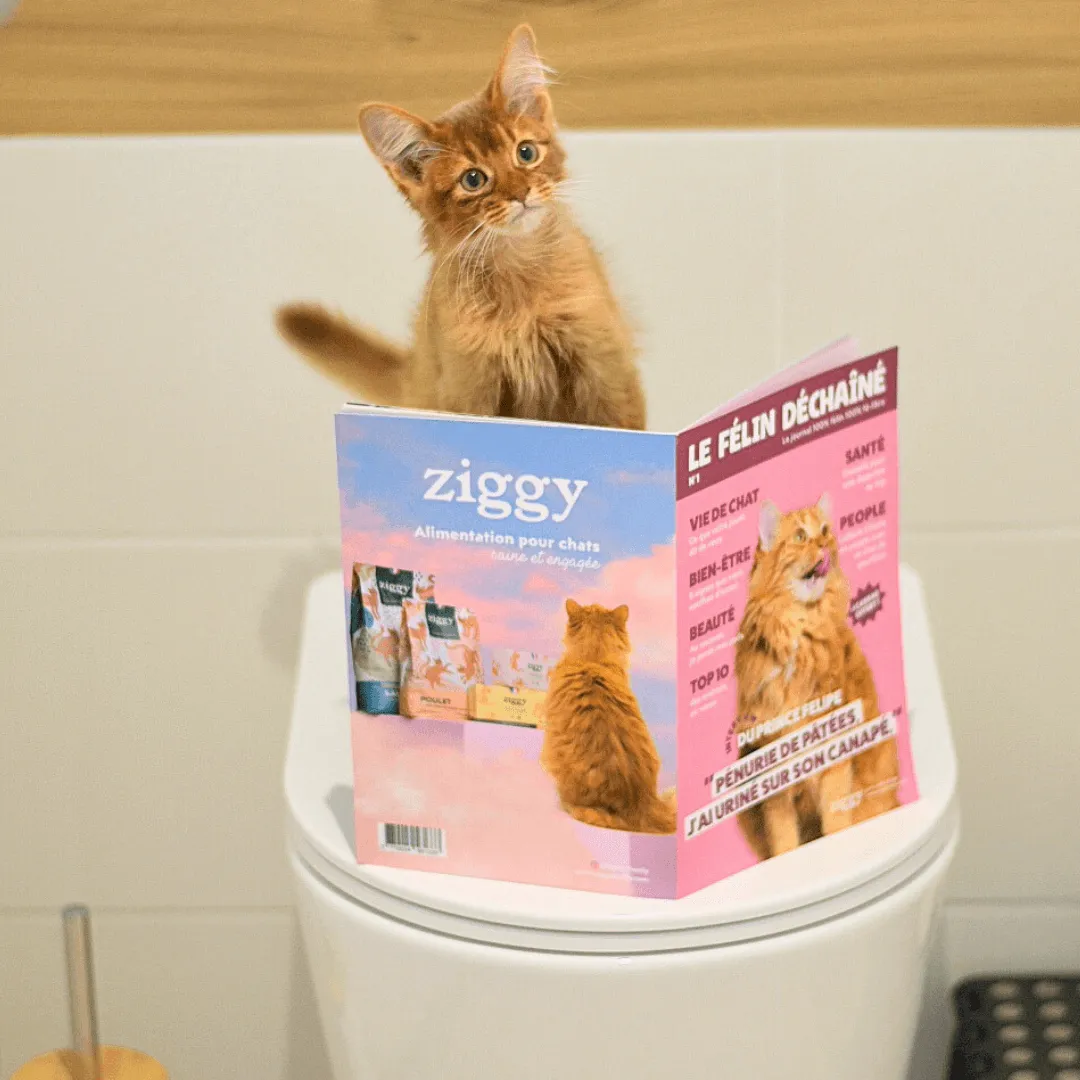 Ziggy Félin Déchaîné Issue 10 kattentijdschrift Frans