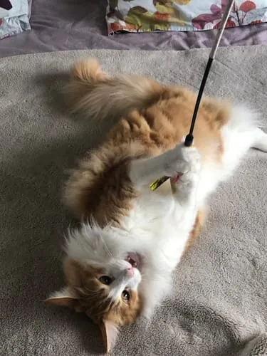 Ziggy Le Félin Déchaîné kattenmagazine nummer 6 Frans