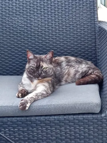 Ziggy Félin Déchaîné tijdschrift editie nr. 12 Frans