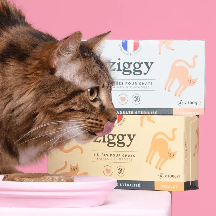 Ziggy Discovery Box kat kip brokken natvoer 1 kg + 8 x 100 g