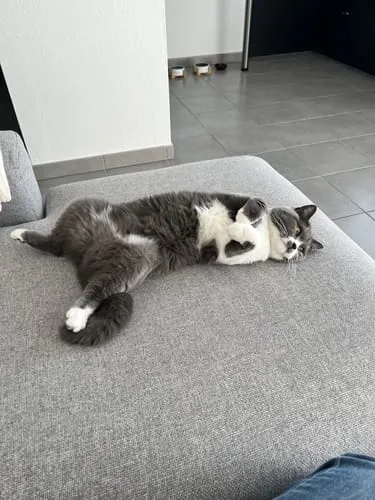Ziggy Le Félin Déchaîné kattenmagazine nummer 6 Frans
