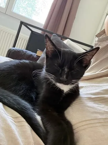 Ziggy Félin Déchaîné kattenmagazine editie 11 Frans