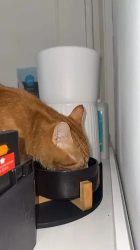 Ziggy natvoer gesteriliseerde kat kip 4 x 100 g tomaat olijf