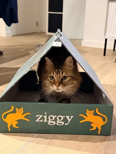 Ziggy Gesteriliseerde Kat Witvis natvoer 4 x 100 g graanvrij