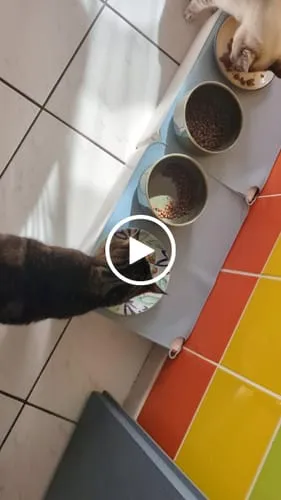 Ziggy VET natvoer kat urinewegen varken 4 x 100 g