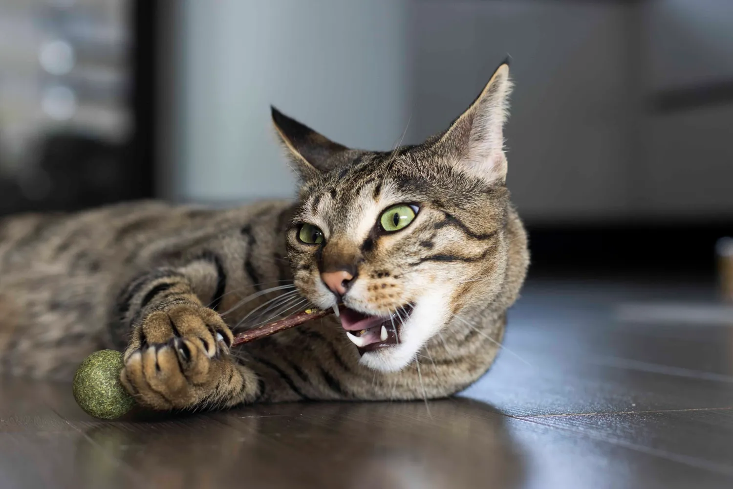 Poezenparadijs kattenlolly matatabi 3 stuks