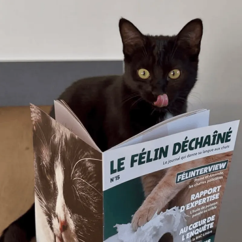 Ziggy Le Félin Déchaîné tijdschrift editie nr 15