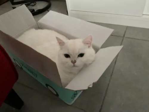 Ziggy Le Félin Déchaîné tijdschrift editie 14 Frans