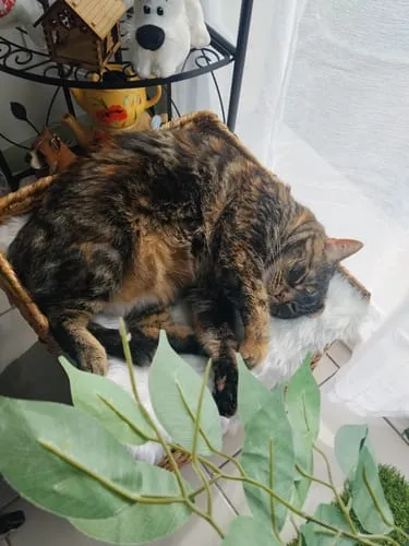 Ziggy Relax kattensnoepjes zalm valeriaan 40g graanvrij