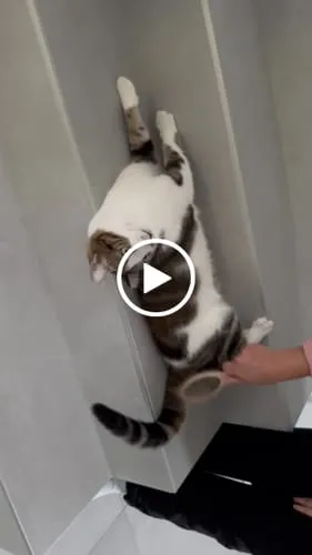 Ziggy The French Brush kattenborstel dubbelzijdig vegan