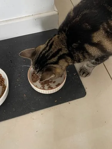 Ziggy natvoer kat rund graanvrij 4 x 100 g