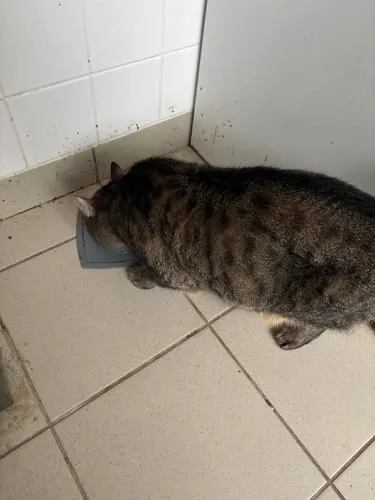 Ziggy graanvrij natvoer gesteriliseerde kat kip 4x100g