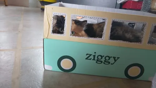 Ziggy Relax kattensnoepjes zalm valeriaan 40g graanvrij