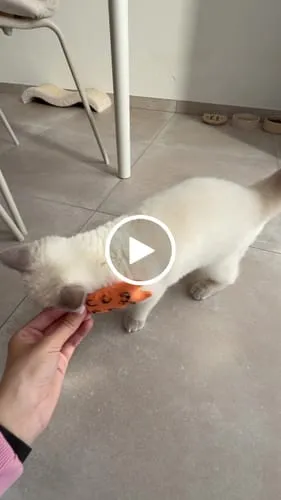 Ziggy Mascot kattenspeeltje catnip katoen