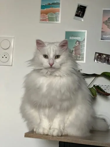 Ziggy The French Brush kattenborstel dubbelzijdig vegan