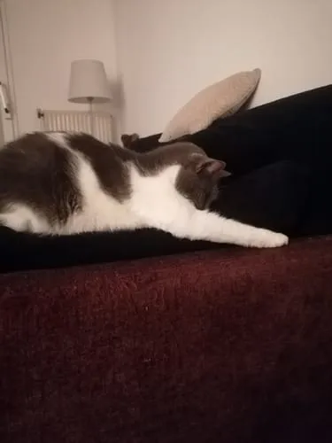 Ziggy Le Félin Déchaîné tijdschrift nummer 17 Frans