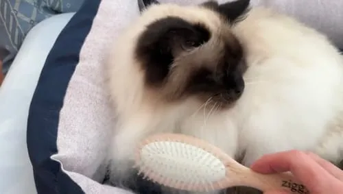 Ziggy The French Brush kattenborstel dubbelzijdig vegan