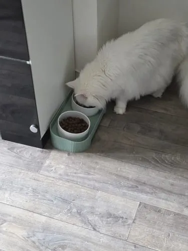 Ziggy Maine Coon gesteriliseerd brokken kip 2,5 kg graanvrij