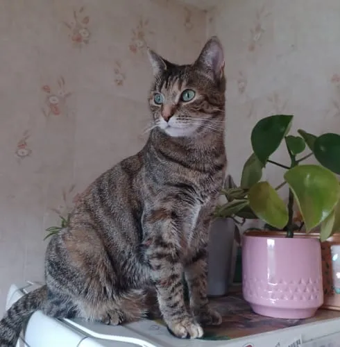 Ziggy Gesteriliseerde Kat Witvis natvoer 4 x 100 g graanvrij