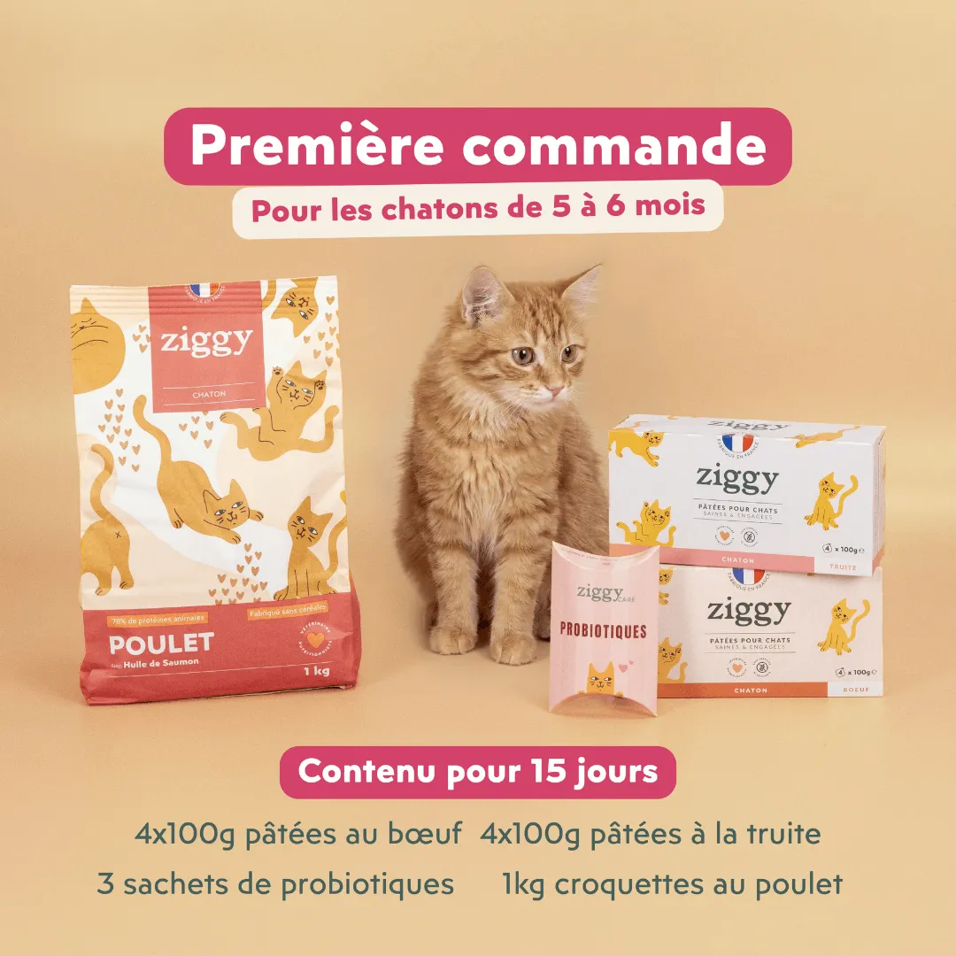 Ziggy Kitten Starter Kit startpakket 2-4 maanden