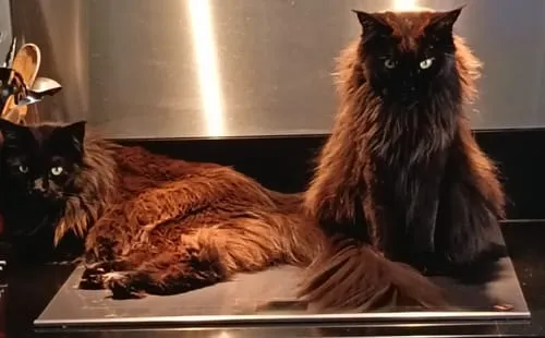 Ziggy Maine Coon gesteriliseerd brokken kip 2,5 kg graanvrij