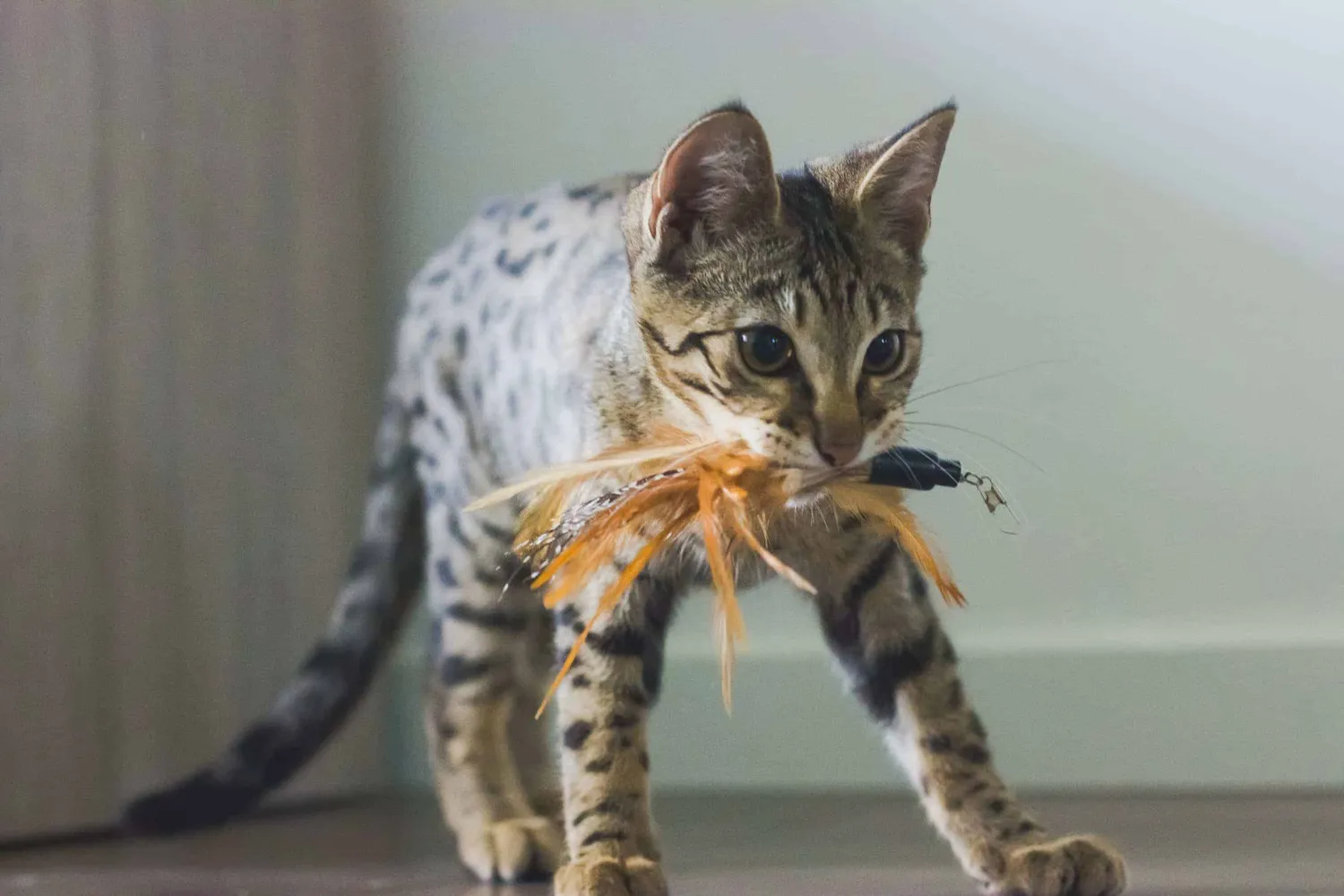 Poezenparadijs Kattenhengel kattenspeeltje uitschuifbaar 98 cm