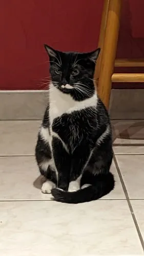 Ziggy Le Félin Déchaîné tijdschrift katten editie 13