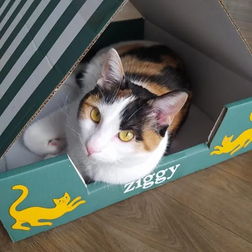 Ziggy Gesteriliseerde Kat Witvis natvoer 4 x 100 g graanvrij