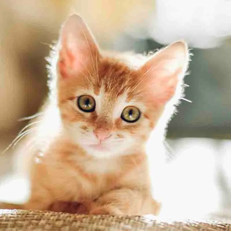 Vibrisse Kittens Mousse kittenvoer 70g kip ei