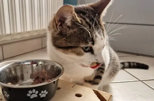 Ziggy graanvrij natvoer gesteriliseerde kat kip 4x100g
