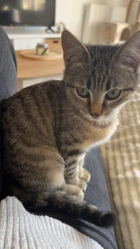 Ziggy natvoer kitten forel 4x100g graanvrij