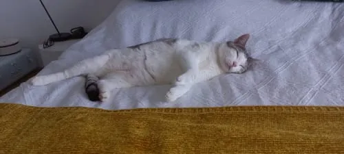Ziggy plantaardige kattenbakvulling 10L niet-klontvormend