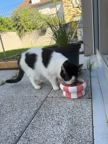 Ziggy Cool Cat Club voerbak roze keramiek