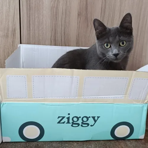 Ziggy Discovery Box kat kip brokken natvoer 1 kg + 8 x 100 g