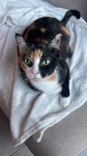 Ziggy Le Félin Déchaîné tijdschrift katten editie 13